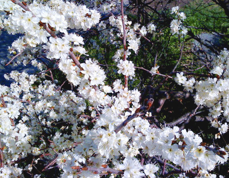 Apple_blossoms