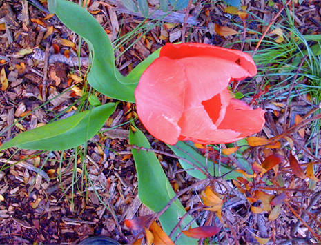 Tulip
