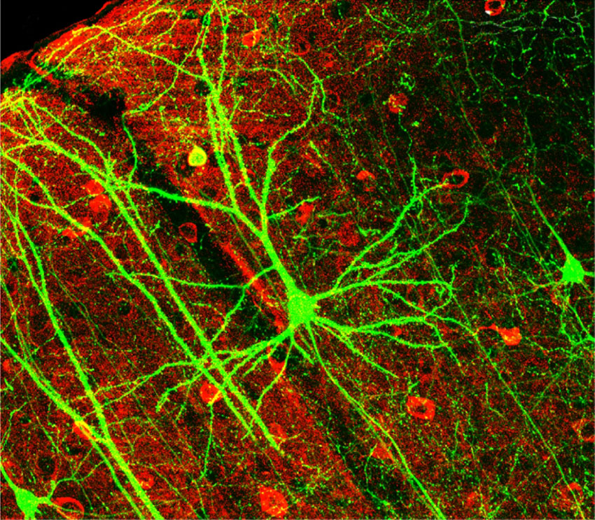 Brain Science and Marketing