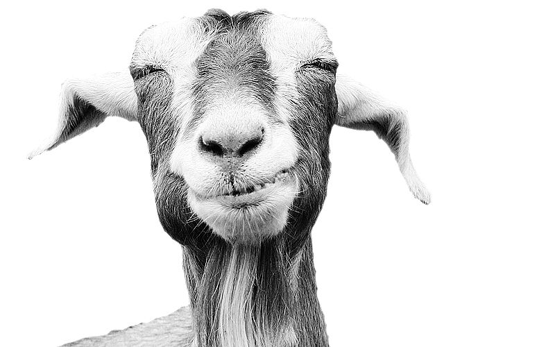 Goals & Goats (How do you set strategic SMART goals?)