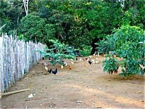 visiting the chickens bordom