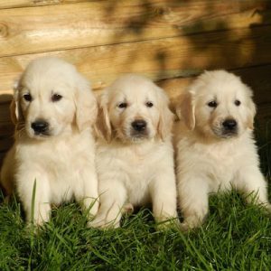 American cute puppies