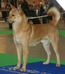 jindo dog